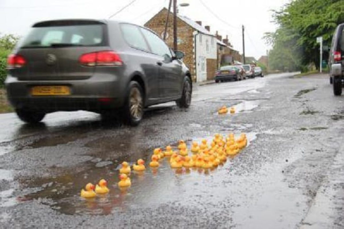 pothole leasecar ducks